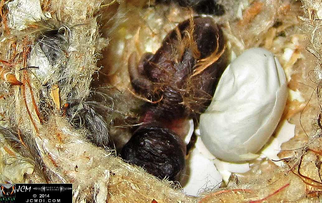 Allens Hummingbird nest with chick and egg